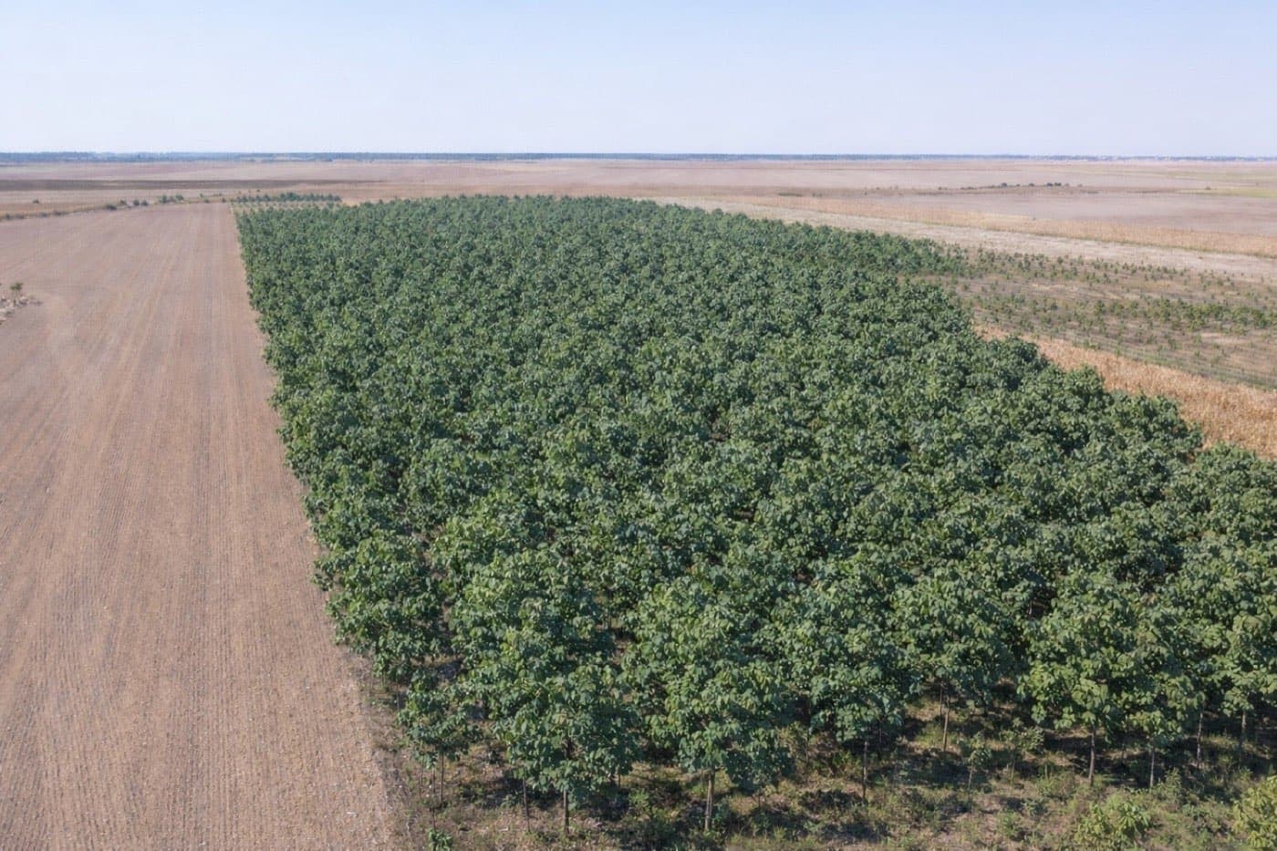 Imagine plantație Paulownia Verdant 2