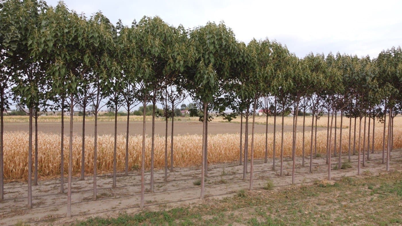 Imagine plantație Paulownia Verdant 5
