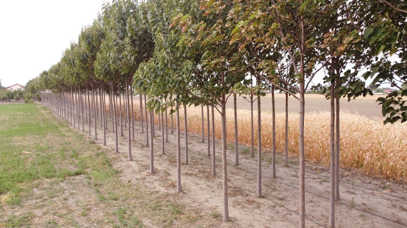 Imagine plantație Paulownia Verdant 6