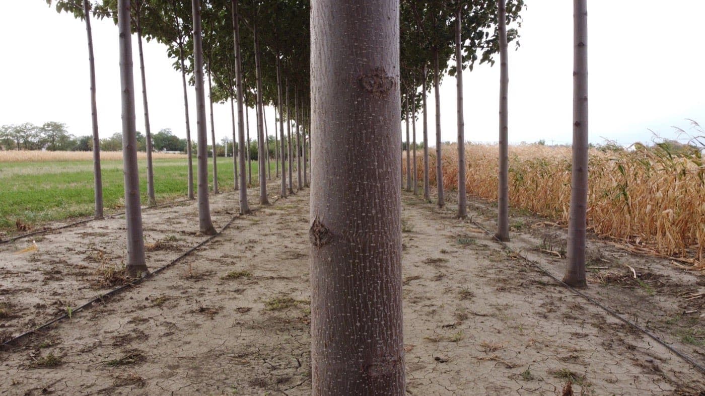 Imagine plantație Paulownia Verdant 7