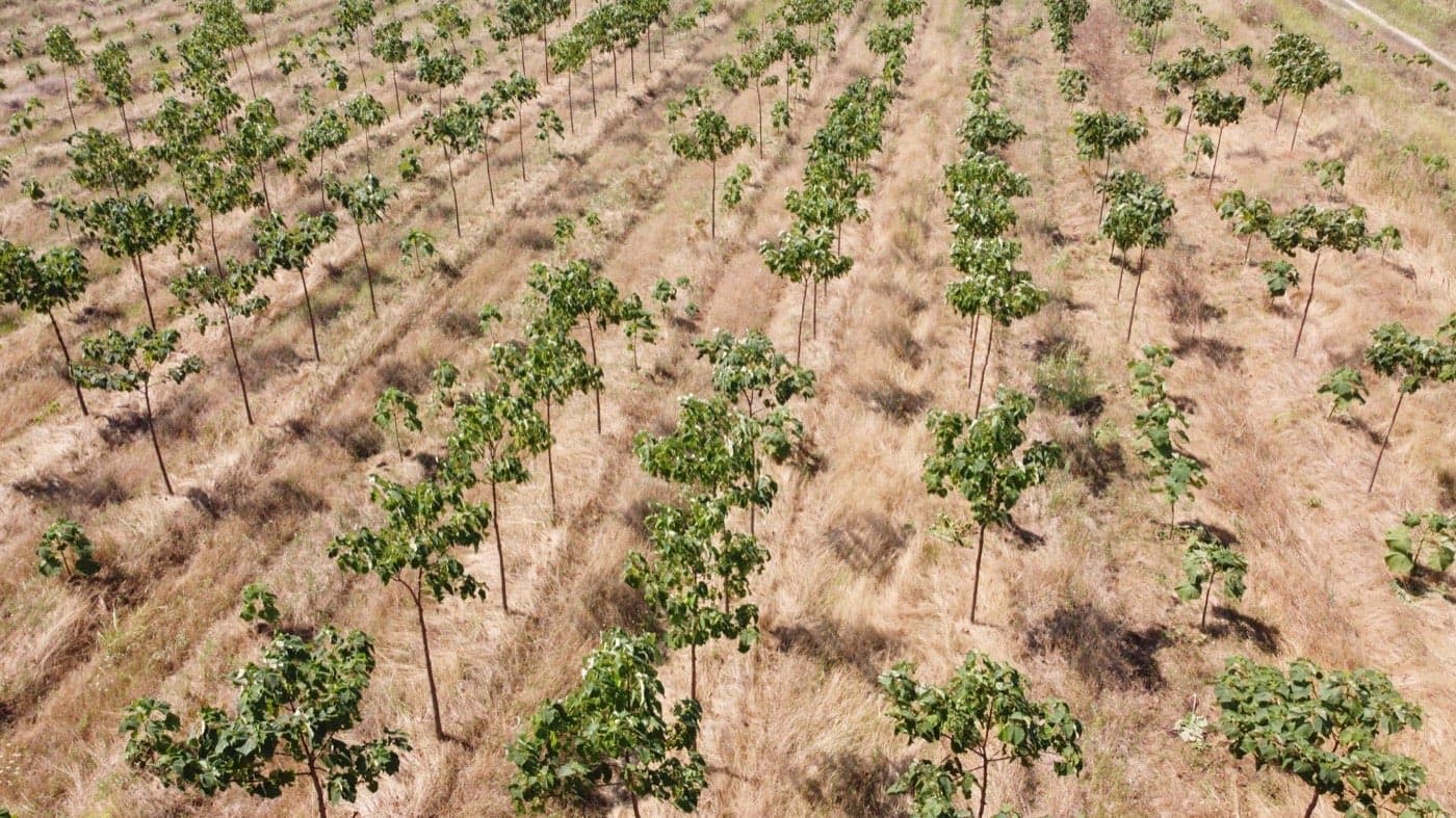 Imagine plantație Paulownia Verdant 14
