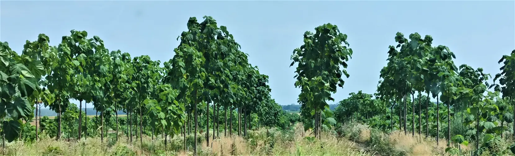 Cultură de Paulownia Verdant