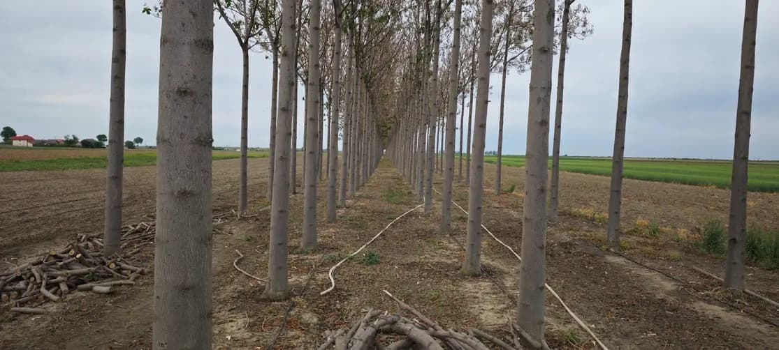 Plantație Paulownia cu arbori în aliniament