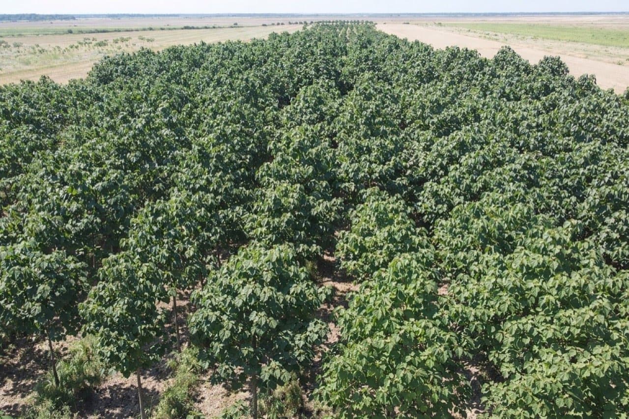 Cum pot tensiona rutele din Orientul Mijlociu comerțul cu lemn în MENA și Europa