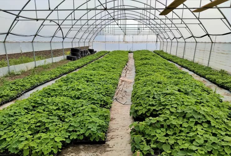 Pepiniera Verdant pentru proiecte de investiții