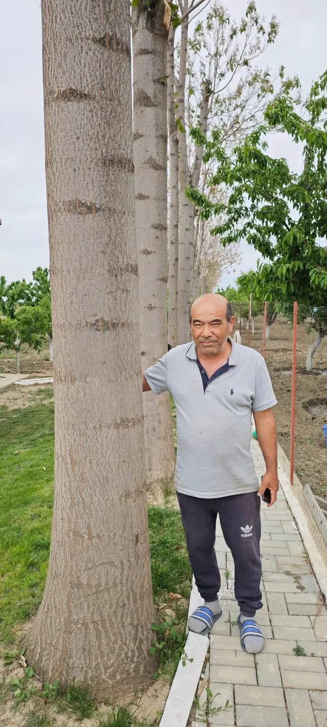 Plantație Paulownia în dezvoltare
